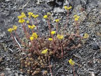 Sedum rupestre 6, Tripmadam, Saxifraga-Peter Meininger