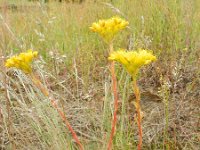 Sedum rupestre 7, Tripmadam, Saxifraga-Rutger Barendse