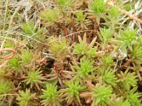 Sedum rupestre 8, Tripmadam, Saxifraga-Rutger Barendse