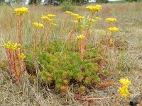 Sedum rupestre 9, Tripmadam, Saxifraga-Rutger Barendse