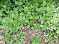 Sedum telephium ssp maximum 6, Saxifraga-Rutger Barendse