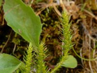 Selaginella selaginoides 9, Saxifraga-Ed Stikvoort