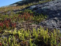 Selaginella selaginoides 1, Saxifraga-Jeroen Willemsen