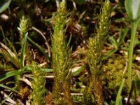 Selaginella selaginoides 10, Saxifraga-Ed Stikvoort