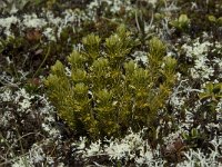 Selaginella selaginoides 2, Saxifraga-Willem van Kruijsbergen