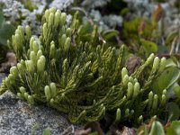 Selaginella selaginoides 3, Saxifraga-Willem van Kruijsbergen