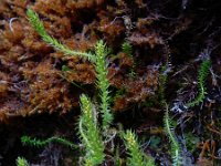 Selaginella selaginoides 4, Saxifraga-Ed Stikvoort