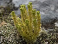 Selaginella selaginoides 5, Saxifraga-Willem van Kruijsbergen