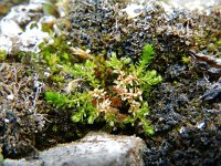 Selaginella selaginoides 6, Saxifraga-Rutger Barendse