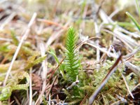 Selaginella selaginoides 7, Saxifraga-Rutger Barendse