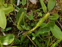 Selaginella selaginoides 8, Saxifraga-Ed Stikvoort