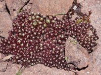 Sempervivum arachnoideum 19, Saxifraga-Harry Jans