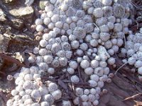 Sempervivum arachnoideum 22, Saxifraga-Harry Jans