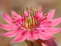 Sempervivum arachnoideum 23, Saxifraga-Luuk Vermeer