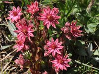 Sempervivum arachnoideum 26, Saxifraga-Harry Jans