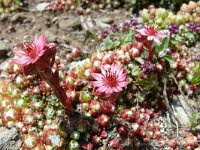 Sempervivum arachnoideum 33, Saxifraga-Tom Heijnen