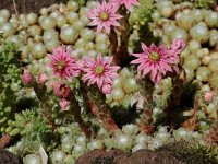 Sempervivum arachnoideum 1, Saxifraga-Willem van Kruijsbergen