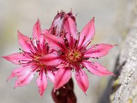 Sempervivum arachnoideum 12, Saxifraga-Elisabeth Raboin