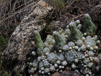 Sempervivum arachnoideum 13, Saxifraga-Jeroen Willemsen