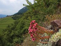 Sempervivum arachnoideum 14, Saxifraga-Jeroen Willemsen