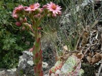 Sempervivum arachnoideum 15, Saxifraga-Rutger Barendse