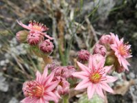 Sempervivum arachnoideum 16, Saxifraga-Rutger Barendse