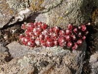 Sempervivum arachnoideum 18, Saxifraga-Harry Jans