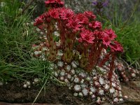 Sempervivum arachnoideum 2, Saxifraga-Dirk Hilbers