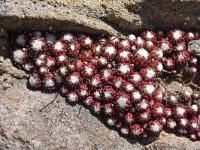 Sempervivum arachnoideum 20, Saxifraga-Harry Jans