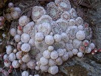 Sempervivum arachnoideum 21, Saxifraga-Harry Jans