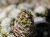 Sempervivum arachnoideum 24, Saxifraga-Luuk Vermeer