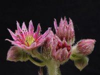 Sempervivum arachnoideum 25, Saxifraga-Luuk Vermeer