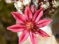 Sempervivum arachnoideum 29, Saxifraga-Sonja Bouwman  Spinnenwebhuislook - Sempervivum arachnoideum - Crassulaceae familie; Alp Trider (Zw)