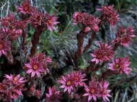 Sempervivum arachnoideum 31, Saxifraga-Jan van der Straaten