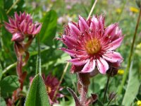 Sempervivum arachnoideum 32, Saxifraga-Tom Heijnen