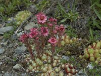 Sempervivum arachnoideum ssp arachnoideum 3, Saxifraga-Willem van Kruijsbergen