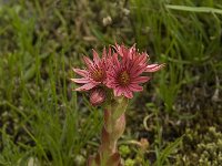 Sempervivum arachnoideum ssp arachnoideum 4, Saxifraga-Willem van Kruijsbergen