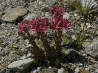 Sempervivum arachnoideum ssp arachnoideum 5, Saxifraga-Willem van Kruijsbergen