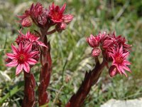 Sempervivum arachnoideum ssp arachnoideum 6, Saxifraga-Jan van der Straaten