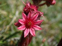 Sempervivum arachnoideum ssp arachnoideum 7, Saxifraga-Jan van der Straaten