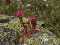 Sempervivum arachnoideum ssp arachnoideum 8, Saxifraga-Willem van Kruijsbergen