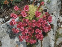 Sempervivum arachnoideum ssp tomentosum 10, Saxifraga-Jan van der Straaten