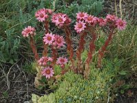 Sempervivum arachnoideum ssp tomentosum 11, Saxifraga-Jan van der Straaten