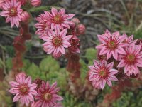 Sempervivum arachnoideum ssp tomentosum 9, Saxifraga-Jan van der Straaten