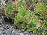 Sempervivum calcareum 6, Saxifraga-Harry Jans