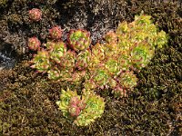 Sempervivum montanum 16, Saxifraga-Harry Jans