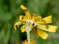 Senecio abrotanifolius 4, Saxifraga-Sonja Bouwman  Pinnate-leaved ragwort - Senecio abrotanifolius - Asteraceae familie; Tre Cime (I)