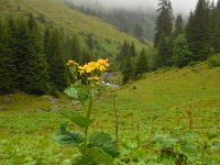 Senecio alpina 2, Saxifraga-Ed Stikvoort