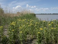 Senecio congestus 47, Moerasandijvie, Saxifraga-Willem van Kruijsbergen