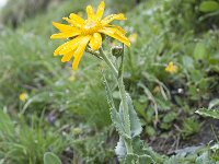 Senecio doronicum ssp doronicum 11, Saxifraga-Luuk Vermeer